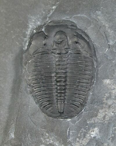 Elrathia Trilobite In Matrix - Utah #6727